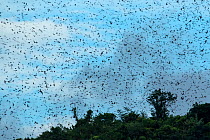 Amur falcon (Falco amurensis) large flock at roost site during migration , Nagaland, India.