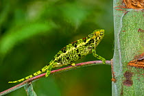 Coarse chameleon (Trioceros rudis) profile, Volcanoes National Park, Rwanda