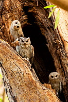 Scops owl (Otus sp.) adult and two fledglings at nest hole, Ranthambore National Park, Rajasthan, India.