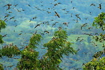 Amur falcon (Falco amurensis) flock in flight, at roost site during migration , Nagaland, India.