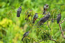 Amur falcon (Falco amurensis) flock perched in tree, at roost site during migration , Nagaland, India.
