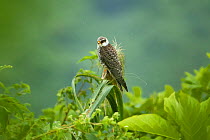Amur falcon (Falco amurensis) at roost site during migration , perched, Nagaland, India.