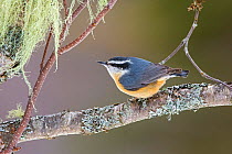 Red-breasted Nuthatch (Sitta canadensis) on a Paper Birch (Betula papyrifera) branch, near hanging Beard Lichen (Usnea trichodea). Acadia National Park, Maine, USA.
