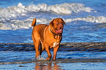Dogue de Bordeaux / French Mastiff / Bordeauxd og, French dog breed, paddling in sea water along the North Sea coast