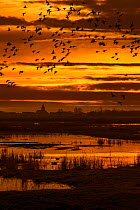 Flock of ducks silhouetted against sunset flying over field in winter in the Uitkerkse Polder nature reserve near Blankenberge, West Flanders, Belgium. February 2020.