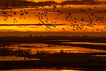 Flock of ducks silhouetted against sunset flying over field in winter in the Uitkerkse Polder nature reserve near Blankenberge, West Flanders, Belgium. February 2020.