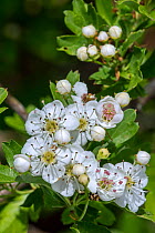 Blossoming common hawthorn / oneseed hawthorn / single-seeded hawthorn / mayblossom (Crataegus monogyna) showing white flowers in spring, Belgium. April
