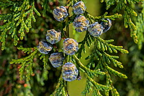 Port Orford cedar / Lawson cypress (Chamaecyparis lawsoniana) cultivar Dik&#39;s Weeping showing female cones in spring, Belgium. May