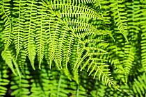 Tassel fern / Prickly holly fern / Rigid holly fern (Polystichum rigens / platychlamys), close-up of fronds in spring, Belgium. May