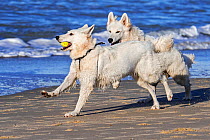 Two Berger Blanc Suisse dogs / White Swiss Shepherds, white form of German Shepherd dog playing fetch with tennis ball on the beach