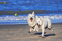 Two Berger Blanc Suisse dogs / White Swiss Shepherds, white form of German Shepherd dog, running after tennis ball on beach
