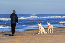 Dog owner with tennis ball launcher playing fetch on the beach with two Berger Blanc Suisse dogs / White Swiss Shepherds