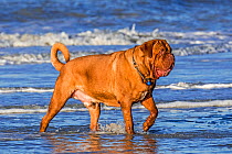 Dogue de Bordeaux / French Mastiff / Bordeauxdog, French dog breed paddling in sea water along the North Sea coast
