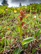 Frog orchid (Dactylorhiza viridis). Dolomites, Italy. July.