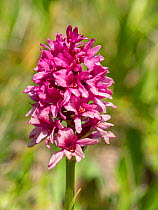 Dark vanilla orchid (Gymnadenia rhellicani). Seiser Alm / Alpe di Siusi, Dolomites, South Tyrol, Italy. July.