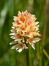 Dark vanilla orchid (Gymnadenia rhellicani). Seiser Alm / Alpe di Siusi, Dolomites, South Tyrol, Italy. July.