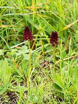 Dark vanilla orchid (Gymnadenia rhellicani) at 2200m. Valparola Pass, near Cortina, Dolomites, Bellunto, Italy. July.
