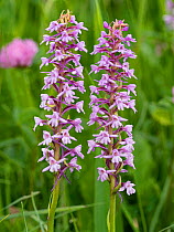 Fragrant orchid (Gymnadenia conopsea). Ciampac, Fassa Valley, Dolomites, Trentino, Italy. July.