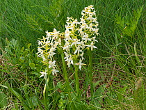 Lesser butterfly orchid (Platanthera bifolia). Fassa Valley, Dolomites, Trentino, Italy. July.