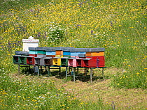 Beehives in alpine meadow. Fassa Valley, Dolomites, Trentino, Italy. June 2019.