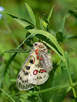 Apollo butterfly (Parnassius apollo) resting on Grass. Dolomites, Italy. June.