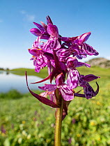 Flecked marsh orchid (Dactylorhiza incarnata cruenta) at 2200m, lake in background. Valparola Pass, near Cortina, Dolomites, Belluno, Italy. July.