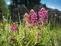 Verticillate lousewort (Pedicularis verticillata). Fassa Valley, Dolomites, Trentino, Italy. June.