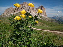 Globeflower (Trollius europaeus) in grassland, mountains and track in background. Fassa Valley, Dolomites, Trentino, Italy. June 2017.