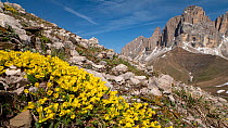Vitaliana (Androsace vitaliana) in mountains of Sella region. Above Campitello di Fassa, Dolomites, Italy. June 2019.