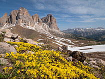 Vitaliana (Androsace vitaliana) in mountains of Dolomites above Campitello di Fassa, view of Sella region, Trentino, Italy. June 2019.