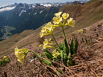Oxlip (Primula elatior) in alpine pasture following snow melt, mountains in background. Col di Rodella, Fassa Valley, Dolomites, Trentino, Italy. June 2019.