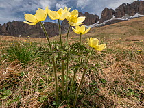 Sulphur pasqueflower (Pulsatilla alpina apiifolia) in grassland, mountains in background. Dolomites, Italy. June 2019.