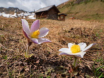 Spring pasqueflower (Pulsatilla vernalis) in grassland, mountain huts in background. Dolomites, Italy. June 2019.