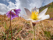 Spring pasqueflower (Pulsatilla vernalis) and Alpine snowbell (Soldanella alpina). Dolomites, Italy. June.