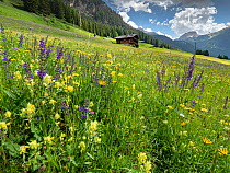 Species rich alpine meadow with Meadow clary (Salvia pratensis) and Yellow rattle (Rhinanthus sp), mountain hut and mountains in background. Fassa Valley, Dolomites, Trentino, Italy. June 2019.