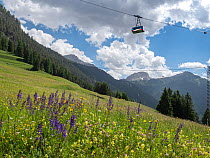 Cable car over species rich alpine meadow with Meadow clary (Salvia pratensis) and Yellow rattle (Rhinanthus sp), coniferous forest on mountains in background. Fassa Valley, Dolomites, Trentino, Italy...