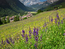View across species rich alpine meadow to Campitello di Fassa, flowers include Meadow clary (Salvia pratensis) and Yellow rattle (Rhinanthus sp). Dolomites, Trentino, Italy. June 2019.