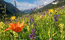 Species rich alpine meadow with Orange lily (Lilium bulbiferum), Meadow clary (Salvia pratensis) and Yellow rattle (Rhinathus sp). View towards Campitello di Fassa and mountains, Fassa Valley, Dolomit...