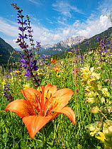 Orange lily (Lilium bulbiferum) in species rich alpine meadow alongside Meadow clary (Salvia pratensis) and Yellow rattle (Rhinathus sp), mountains in background. Fassa Valley, Dolomites, Italy. June...