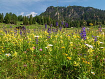 Species rich alpine meadow with flowers including Meadow clary (Salvia pratensis), Yellow rattle (Rhinathus sp), Oxeye daisy (Leucanthemum vulgare), Clover (Trifolium sp) and Bird&#39;s-foot trefoil (...