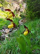 Lady&#39;s slipper orchid (Cypripedium calceolus) in shaded valley. Fassa Valley, Dolomites, Trentino, Italy. June.