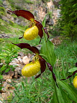 Lady&#39;s slipper orchid (Cypripedium calceolus). Fassa Valley, Dolomites, Trentino, Italy. June.
