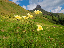Sulphur pasqueflower (Pulsatilla alpina apiifolia) in alpine grassland in Dolomites, mountain in background. Trentino, Italy. June 2019.