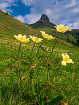 Sulphur pasqueflower (Pulsatilla alpina apiifolia) in Dolomites, mountain in background. Trentino, Italy. June 2019.
