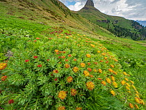 Roseroot (Rhodiola rosea) in grassland, mountains in background. Near Ciampac, Fassa Valley, Dolomites, Trentino, Italy. June 2019.