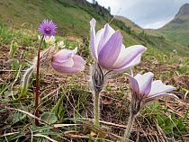 Spring pasqueflower (Pulsatilla vernalis) in Dolomites. Fassa Valley, Trentino, Italy. June 2019.