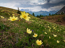 Sulphur pasqueflower (Pulsatilla alpina apiifolia) flowering on slope of alpine meadow. Dolomites, Trentino, Italy. June 2019.