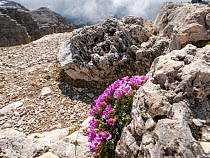 Purple saxifrage (Saxifraga oppositifolia) growing amongst rocks at 2900m. Dolomites, South Tyrol, Italy.