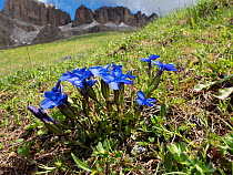 Spring gentian (Gentiana verna), mountains of Dolomites in background. Near Colfosco, Badia, South Tyrol, Italy. June.