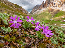 Dwarf primula (Primula minima), mountains of Dolomites in background. Near Colfosco, Badia, South Tyrol, Italy. June.